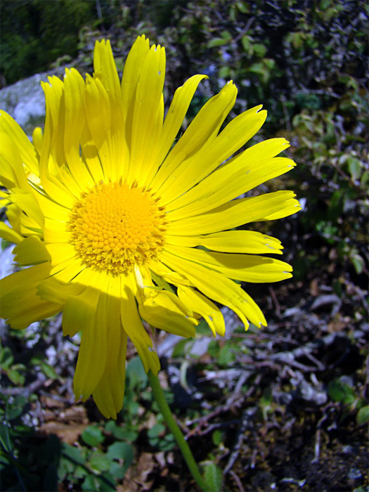 Doronicum columnae